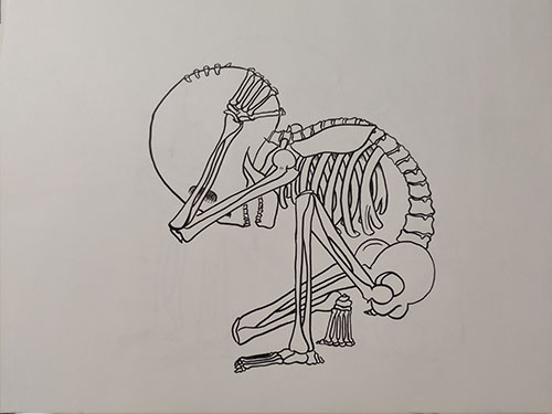Skeleton Collection